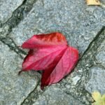 gc070994b7b15852c8f3faa229c94e65ffa591fb2b46464f0cff8af8414197f0f2d698667a0b149b7681194ff7a3b3abb635c8bcb56a591a2f2d54803d071de1e_1280